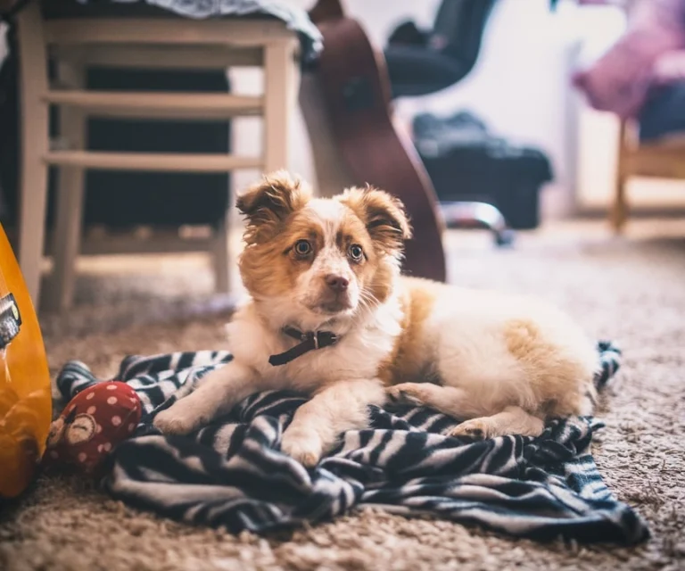 Deep cleaning carpets for pets in Everett, WA