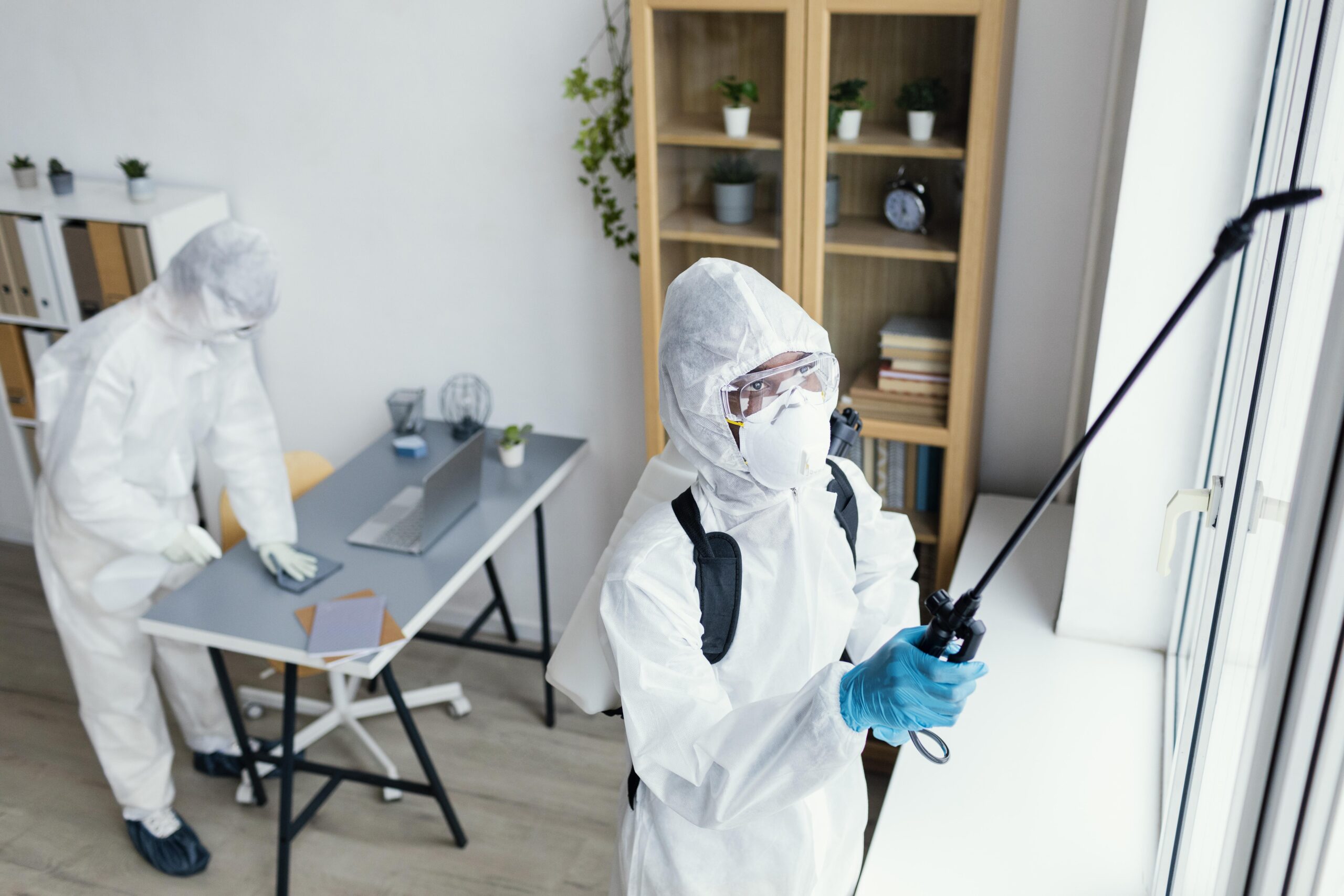 best Toxic mold removal services