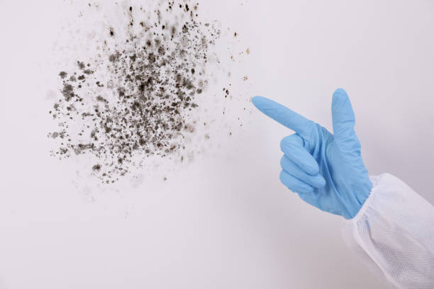 Emergency mold cleanup services