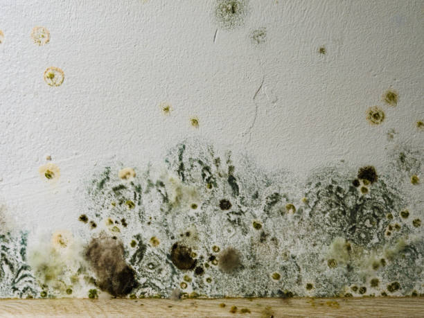 Can Mold be Lurking in Your Oakland County House? 